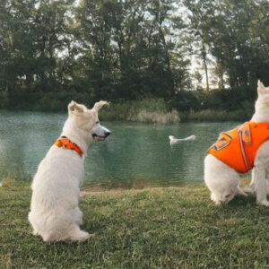 Badeveste til kæledyr: Hvordan beskytter du din firbenede ven i vandet?