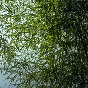 Tatami Mats: A Journey into the Craftsmanship Behind the Bamboo Weaves