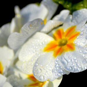 Oplev magien i Primula fra Infinity Hearts