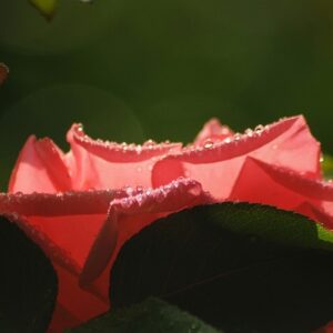 Er black friday stadig relevant i 2024?