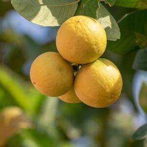 Citrontræets historie: Fra Asien til Europa
