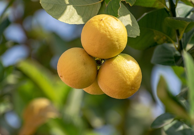 Citrontræets historie: Fra Asien til Europa